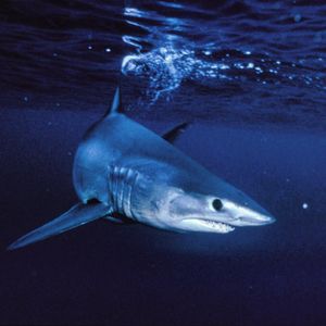 Image post by @discovery on Instagram