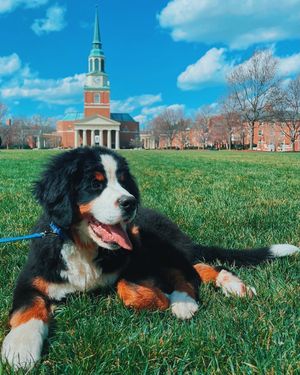 Image post by @wfuniversity on Instagram