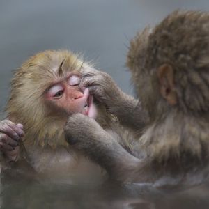 Image post by @animalplanet on Instagram