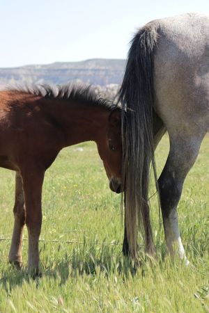 Image post by @NZHorseAmbulanceTrust on Facebook