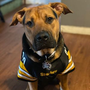 Image post by @steelers_nation_unite on Instagram