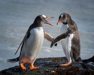 Image post by @AnimalPlanet on Twitter