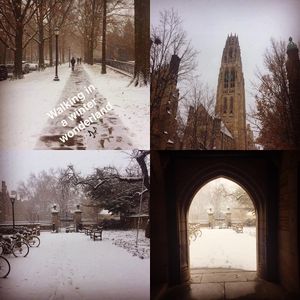 Image post by @yalesoftball on Instagram