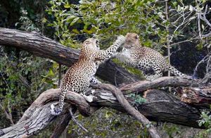 Image post by @chiawasafaris on Instagram