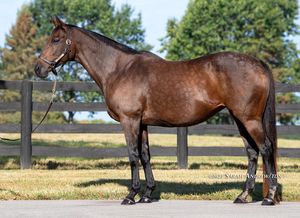 Image post by @thoroughbred_daily_news on Instagram