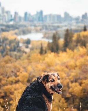 Image post by @cityofcalgary on Instagram
