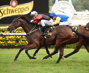 Image post by @australianturfclub on Instagram