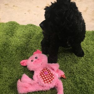 Image post by @yourfuzzy on Instagram