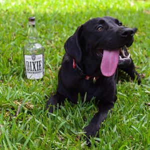 Image post by @dixievodka on Instagram