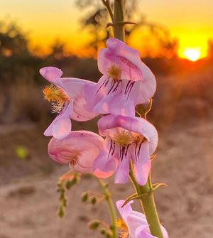 Image post by @nationalparkservice on Instagram