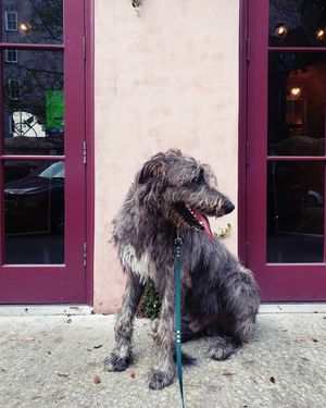 Image post by @thesavannahwolfhound on Instagram