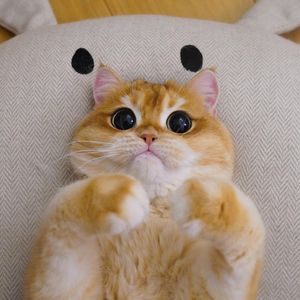 Image post by @animalplanet on Instagram