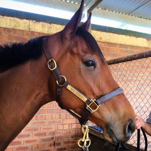 Image post by @australianturfclub on Instagram