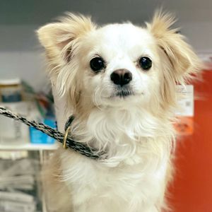 Image post by @spokhumanesoc on Instagram