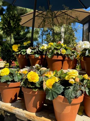 Image post by @rogersgardens on Instagram