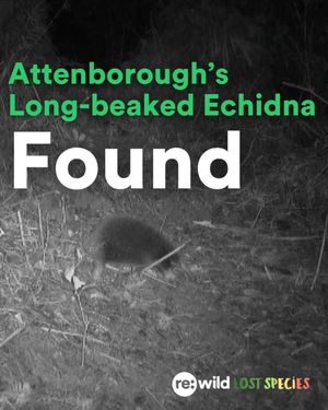 Image post by @rewild on Instagram