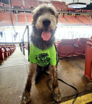 Image post by @thesavannahwolfhound on Instagram
