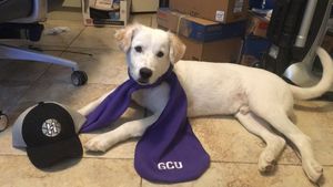 Image post by @GCU_Lopes on Twitter