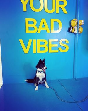 Image post by @tux_the_blue_pomsky on Instagram