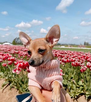 Image post by @shein_us on Instagram