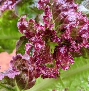 Image post by @bonnieplants on Instagram