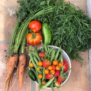 Image post by @kidsgardening on Instagram