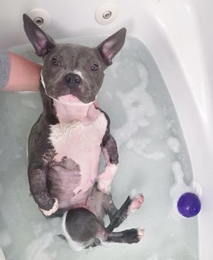 Image post by @animalplanet on Instagram