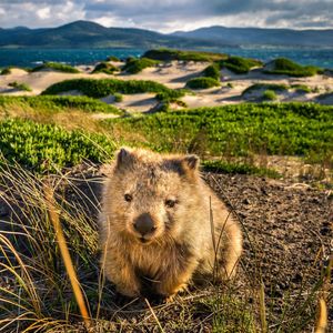 Image post by @animalplanet on Instagram