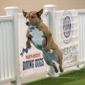 Image post by @triumphpetfood on Instagram