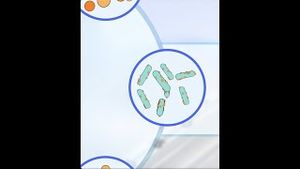 Video post by @nucleusmedicalmedia on YouTube