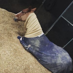 Image post by @snaffle_it on Instagram