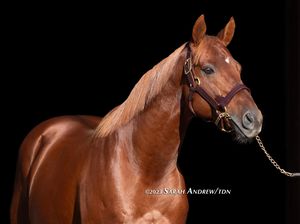 Image post by @thoroughbred_daily_news on Instagram