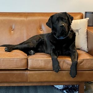 Image post by @nulopetfood on Instagram