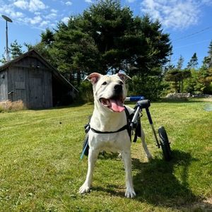 Image post by @walkinpets on Instagram