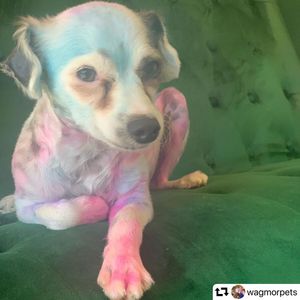 Image post by @ellendegeneres on Instagram