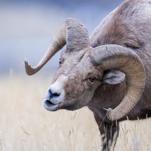 Image post by @AnimalPlanet on Twitter