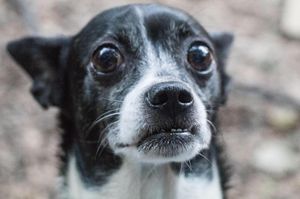 Image post by @animalplanet on Instagram