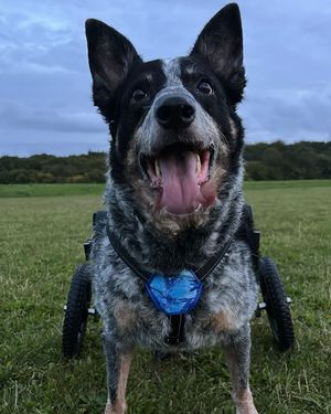 Image post by @walkinpets on Instagram