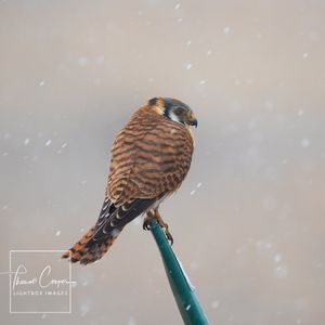 Image post by @lightboximages on Instagram