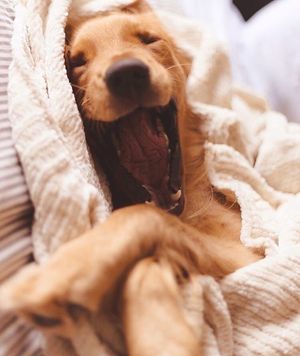 Image post by @evolvepetfood on Instagram