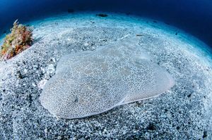 Image post by @discovery on Instagram