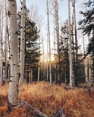 Image post by @nauflagstaff on Instagram
