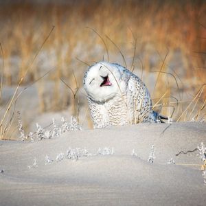Image post by @animalplanet on Instagram