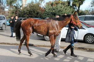Image post by @NZHorseAmbulanceTrust on Facebook