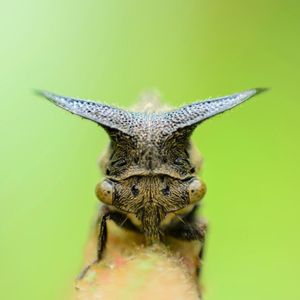 Image post by @animalplanet on Instagram
