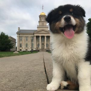 Image post by @uiowa on Instagram