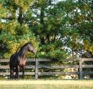Image post by @spendthriftfarm on Instagram