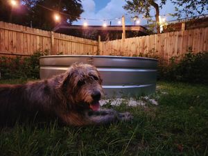 Image post by @thesavannahwolfhound on Instagram