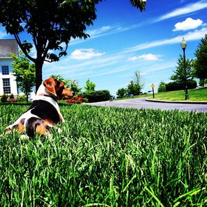 Image post by @laraleatrump on Instagram