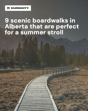 Image post by @curiocitycalgary on Instagram